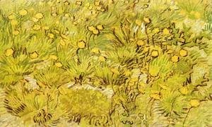 Vincent Van Gogh - A Field of Yellow Flowers