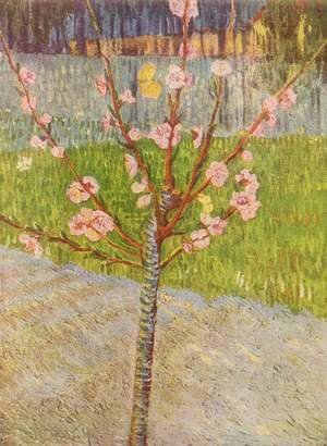 Blossoming peach tree