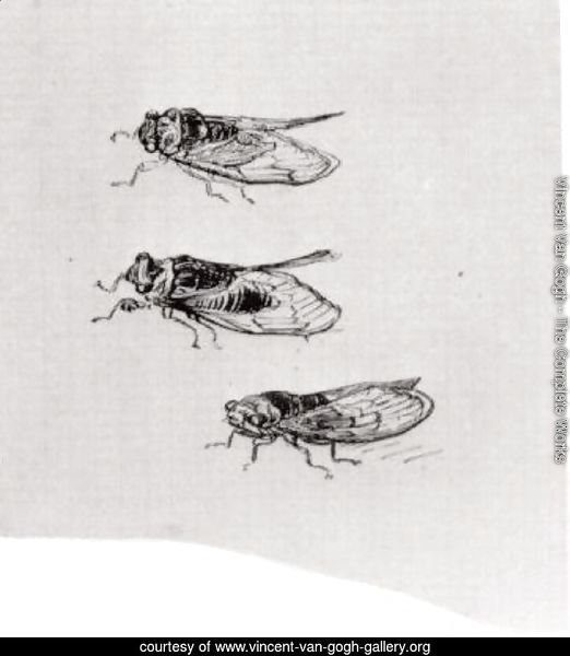 Three Cicadas