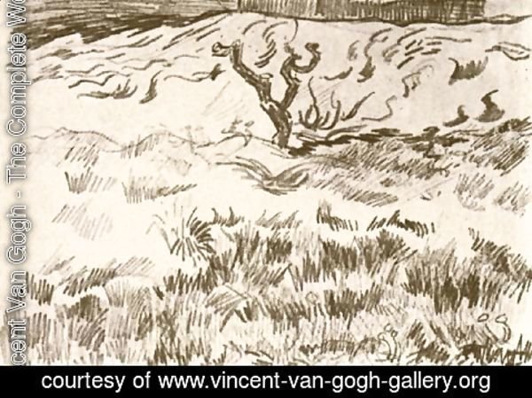 Vincent Van Gogh - Field with Bare Tree