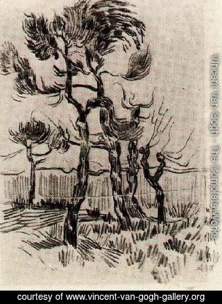Vincent Van Gogh - Pine Trees in Front of the Wall of the Asylum 4