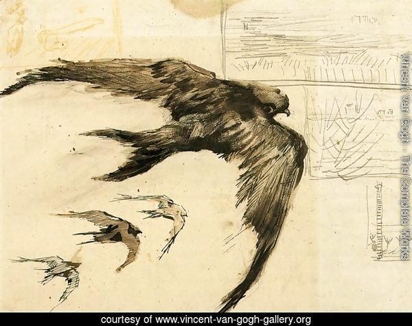 Four Swifts with Landscape Sketches