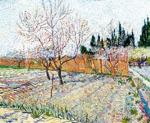 Orchard With Peach Trees In Blossom II