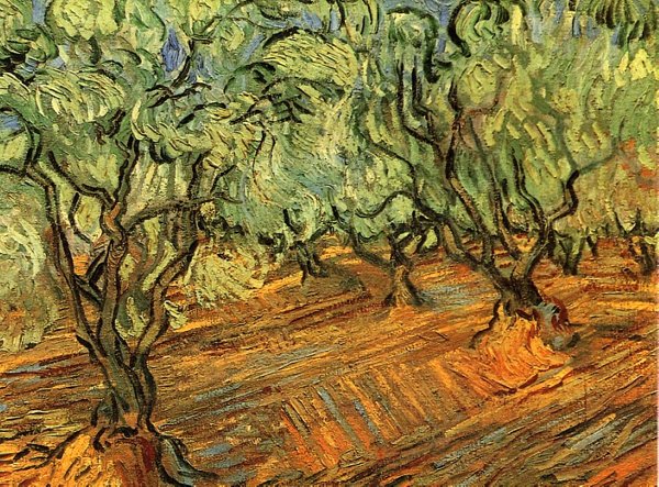 Olive Grove Bright Blue Sky 1889