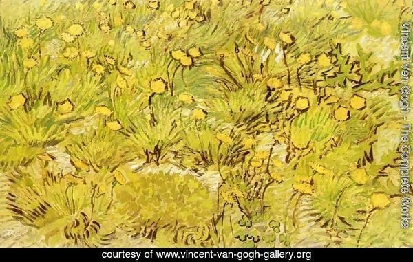 A Field of Yellow Flowers