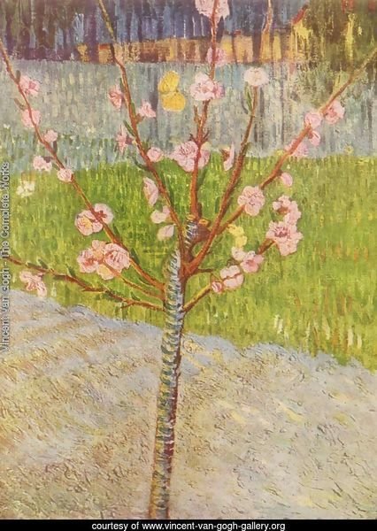 Blossoming peach tree