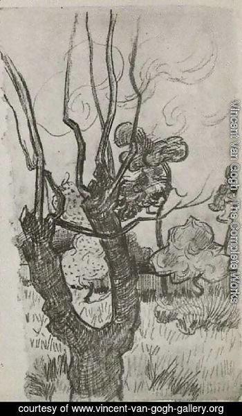 Vincent Van Gogh - A Bare Treetop in the Garden of the Asylum