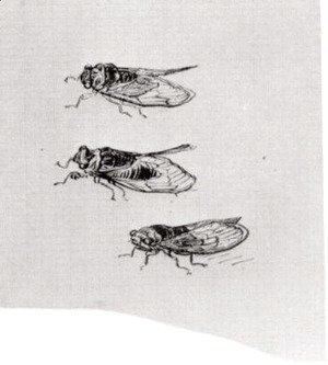 Three Cicadas
