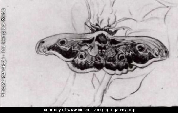 Death's Head Moth