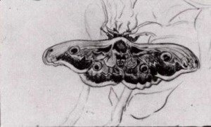 Vincent Van Gogh - Death's Head Moth