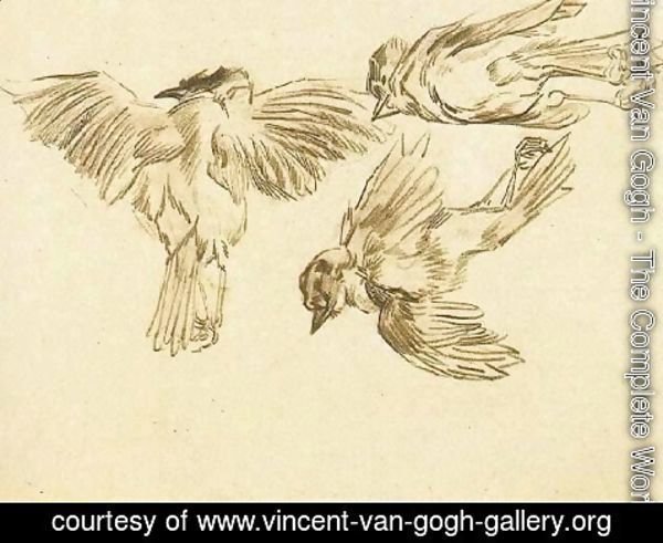 Vincent Van Gogh - Studies of a Dead Sparrow