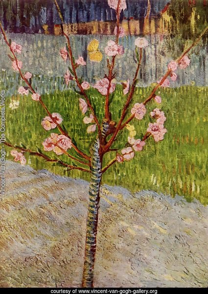 Almond Tree In Blossom