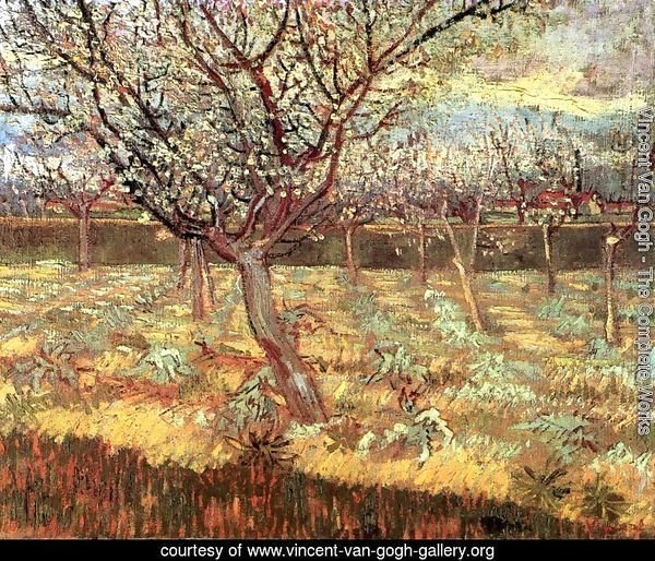 Apricot Trees In Blossom II