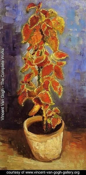 Vincent Van Gogh - Coleus Plant In A Flowerpot