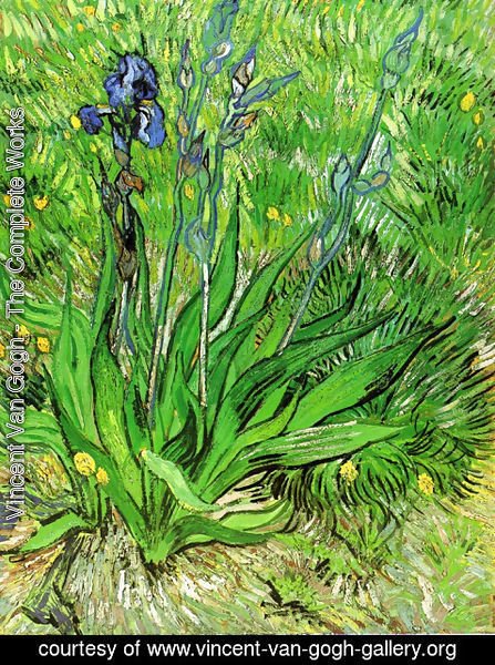 Vincent Van Gogh - The Iris