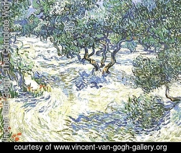 Vincent Van Gogh - Olive Grove