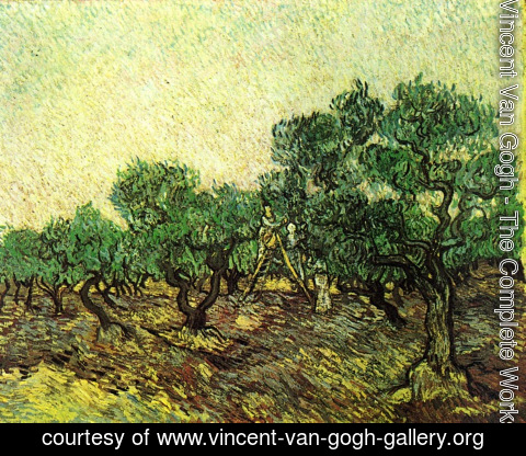 Vincent Van Gogh - Olive Picking