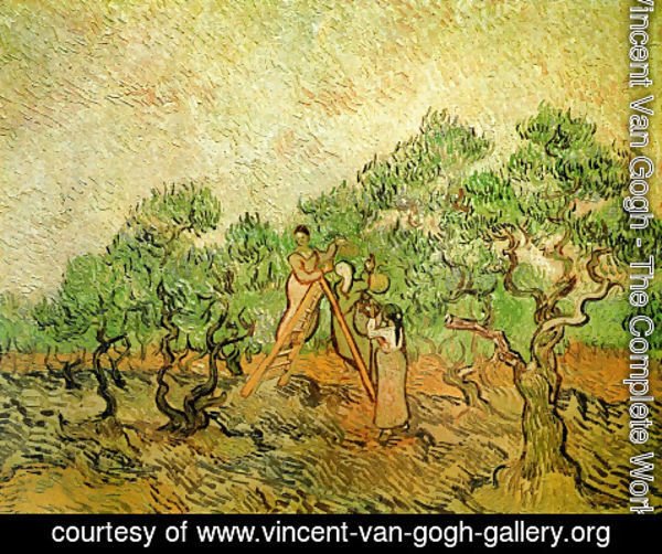 Vincent Van Gogh - Olive Picking III