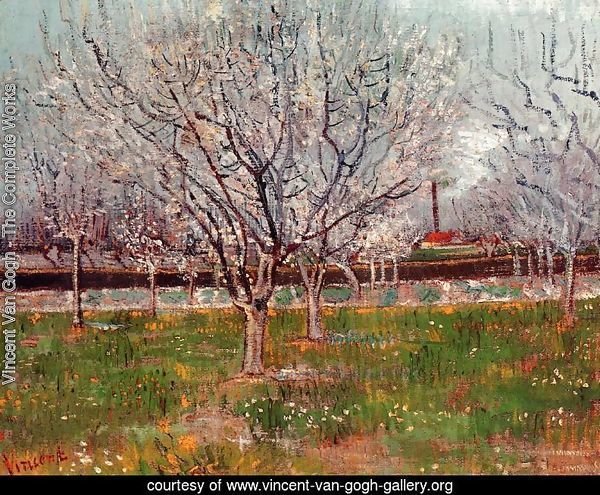 Orchard In Blossom Bordered By Cypresses