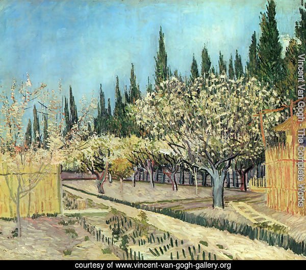 Orchard In Blossom Bordered By Cypresses II