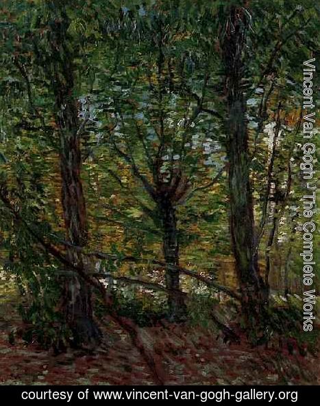 Vincent Van Gogh - Trees And Undergrowth